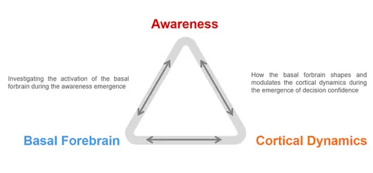 Dynamics of Neural Information Processing During the Emergence of Visual Metacognition